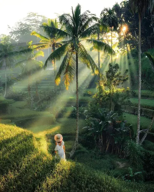 Woman wearing hat exploring lush green Tegalalang rice terrace in Ubud during sunrise organized by Bali Assist Co luxury tour