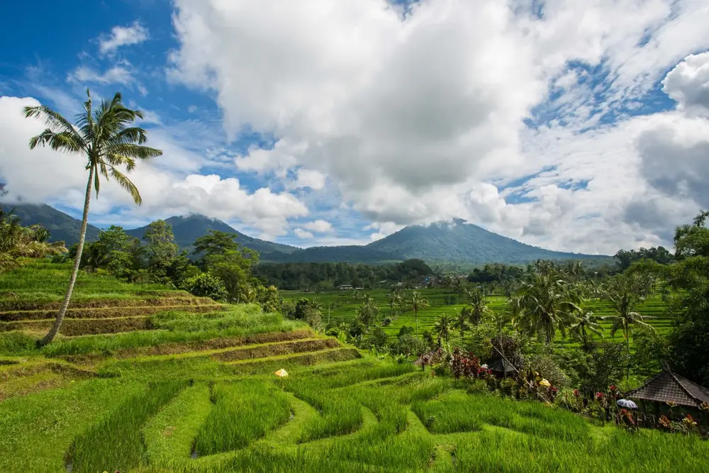 Lush green rice terrace fields with mountain backdrop in Jatiluwih UNESCO site for The Grand Escape by Bali Assist Co