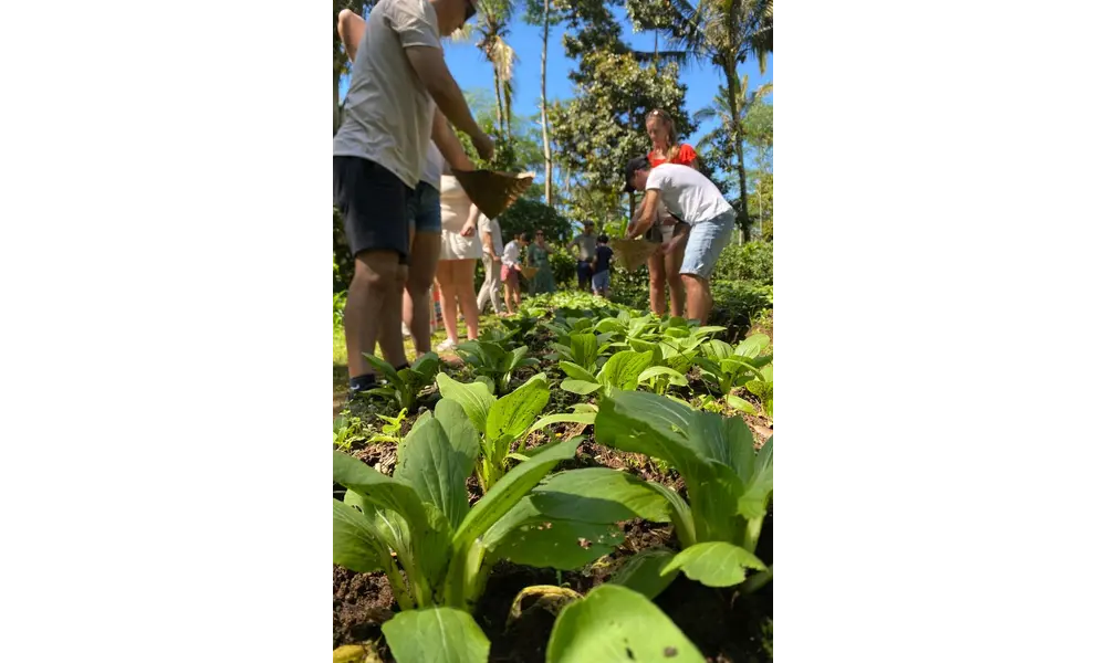 Fresh green vegetables growing in organic garden bed for cooking class in Ubud for The Grand Escape by Bali Assist Co