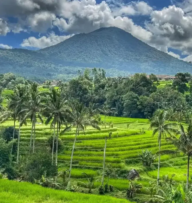Scenic Jatiluwih Rice Terraces with misty mountain backdrop in Tabanan Bali by Bali Assist Co