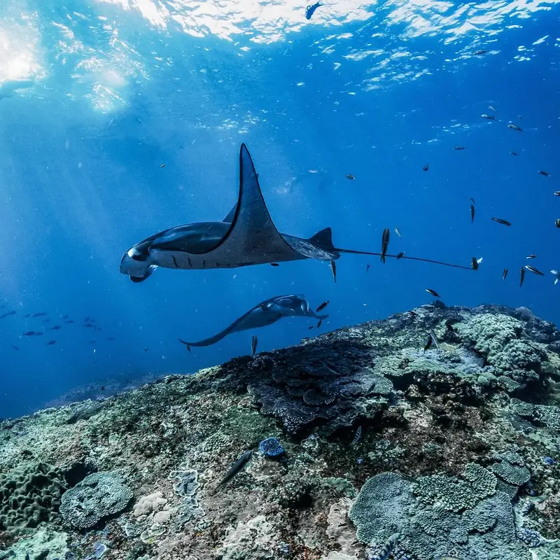 Manta rays swimming underwater during snorkeling trip at Nusa Penida for The Ultimate Bali Journey by Bali Assist Co