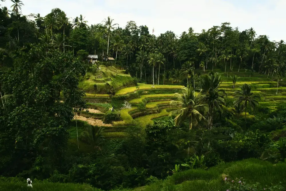 Lush green Tegallalang rice terraces in Ubud Bali for Day 1 arrival itinerary by Bali Assist Co